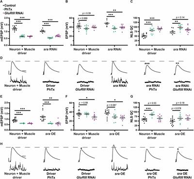 The calcineurin regulator Sarah enables distinct forms of homeostatic plasticity at the Drosophila neuromuscular junction